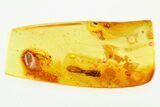 Detailed Fossil Caddisfly (Trichoptera) In Baltic Amber #278757-1